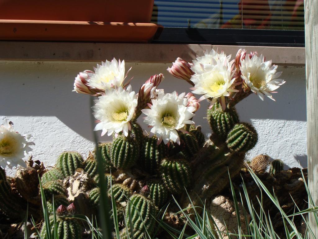 Hostal Les Fonts Castellar De N'Hug Eksteriør bilde